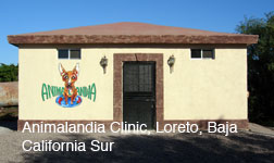 Animalandia Clinic, Loreto, Baja California Sur