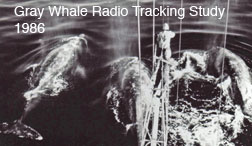 Radio tracking whales